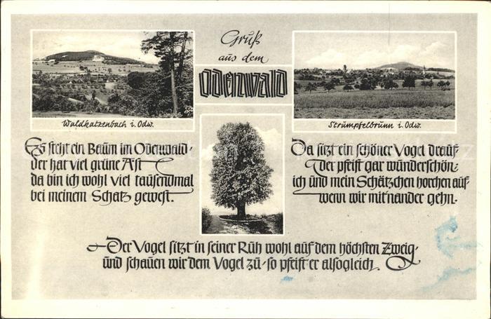 Struempfelbrunn Waldkatzenbach