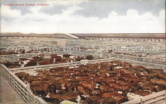 Chicago Illinois Union Stock Yards Kuhherden