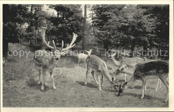 Bad Homburg Wald- Cafe Hirschgarten