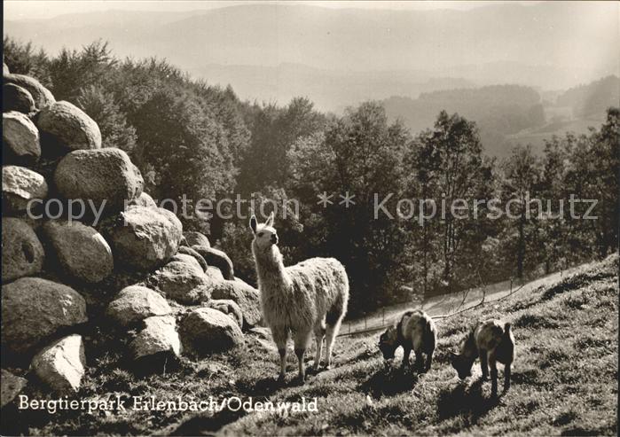 Erlenbach Erbach Bergtierpark
