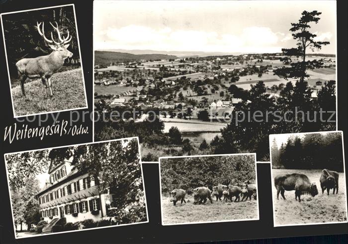 Weitengesaess Hirsch Bison