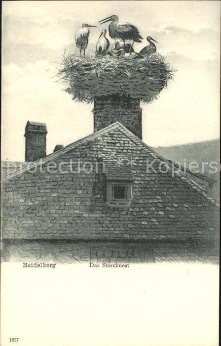 Storch Heidelberg Storchnest