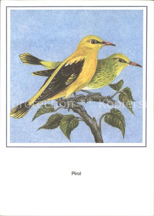 Voegel Birds Oiseaux Uccelli Pajaros-- Pirol R. Schiller