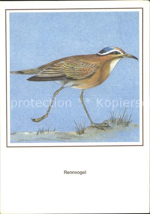 Voegel Birds Oiseaux Uccelli Pajaros-- Rennvogel Kuenstlerkarte R. Schiller