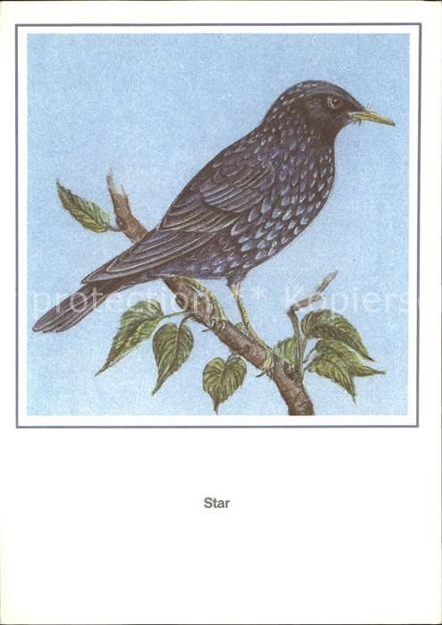 Voegel Birds Oiseaux Uccelli Pajaros-- Star Kuenstlerkarte R. Schiller