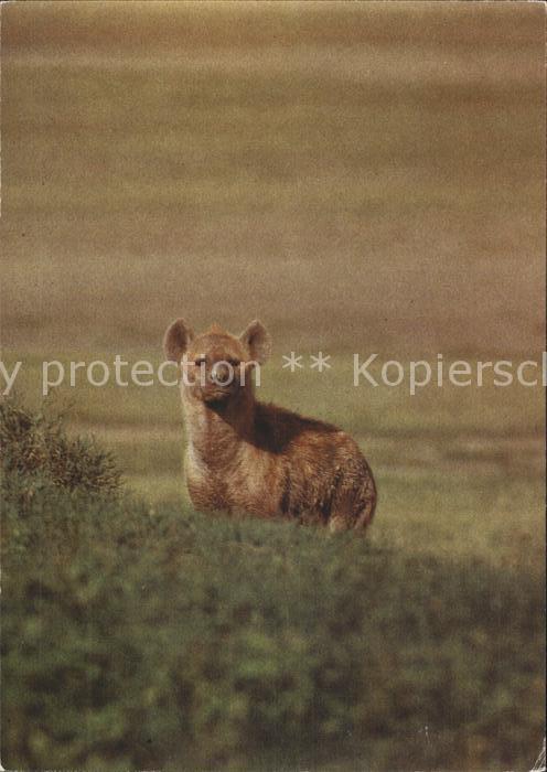 Tiere Tüpfelhyäne