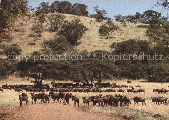 Tiere Gnu-Herde
