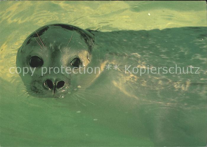 Robben Nationalpark Wattenmeer