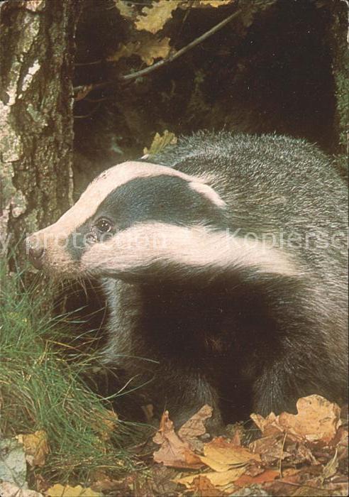 Tiere Dachs