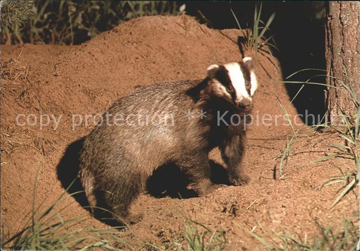 Tiere Dachs Spendenkarte DJH