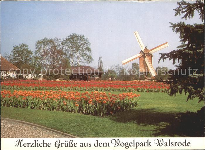 Walsrode Lueneburger Heide Volgelpark Tulpenbeet Muehle