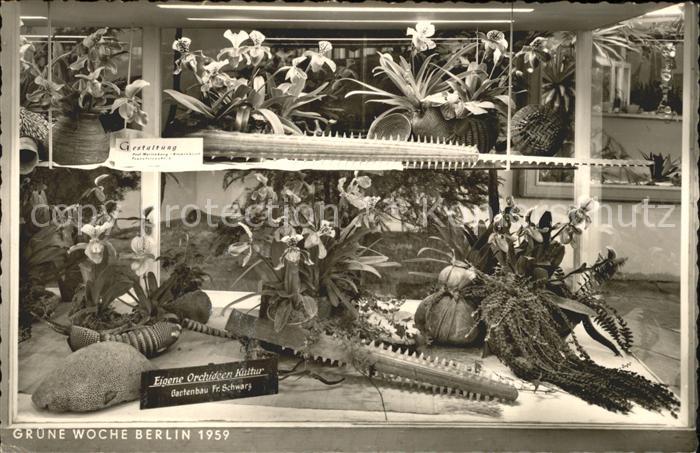 BERLIN  CITY Gruene Woche 1959 Orchideenkultur