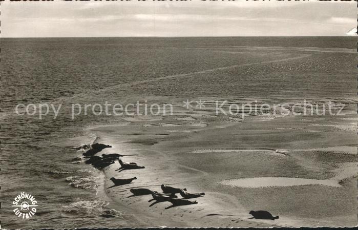 Insel Foehr Seehundsbank Fliegeraufnahme