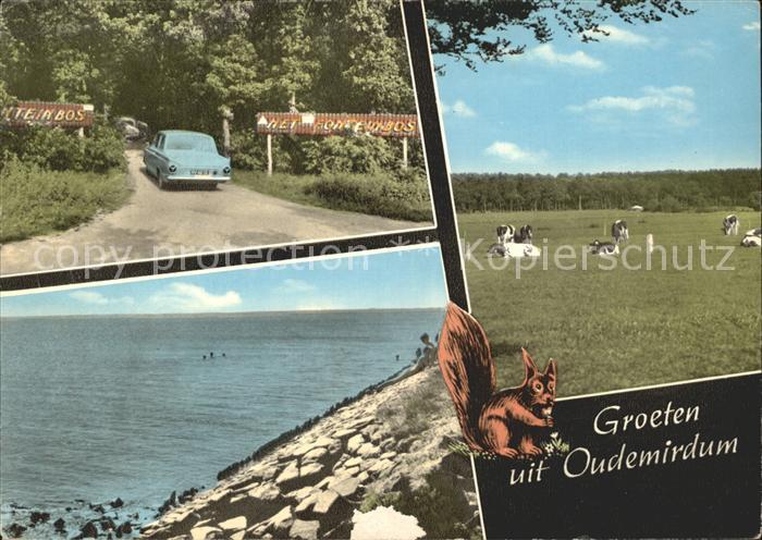 Oudemirdum Bungalowpark Fonteinbos Kueste Landwirtschaft Kuehe