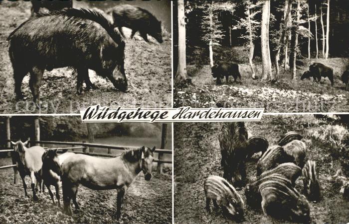 Tiere Wildgehege Hordehausen Pferde Wildschweine