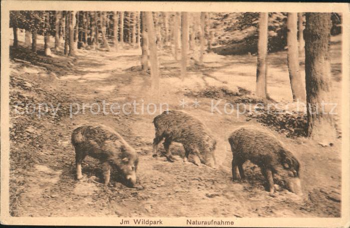 Schweine Wildschweine Wildpark
