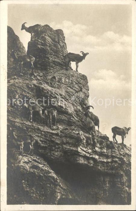 Hagenbeck Tierpark Altona-Stellingen Maehnenschafe