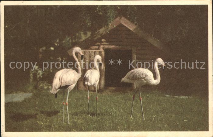 Flamingo Furuvik