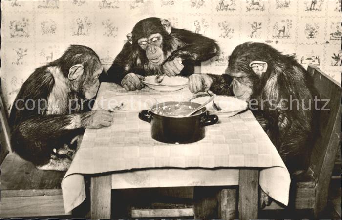 Affen Zoo Frankfurt am Main Schimpansenkinder bei der Mahlzeit