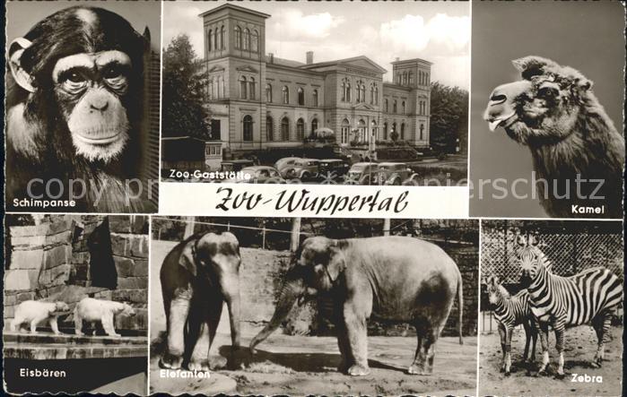 Zoo Wuppertal Schimpanse Kamel Eisbaeren Elefanten Zoo-Gaststaette