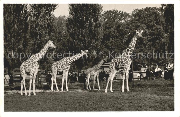 Giraffe Tierpark Hellabrunn Muenchen Netz-Giraffen