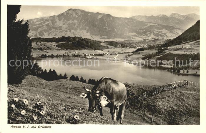 Kuehe Alpsee Gruenten
