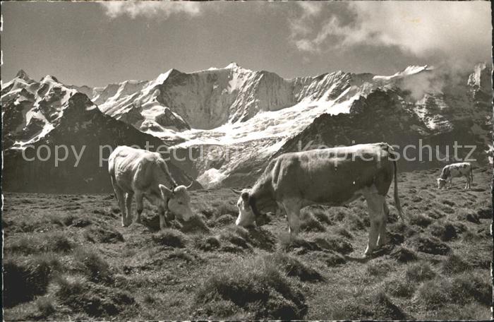 Kuehe Grindelwald Station First Alp Grindel Finsteraarhorn