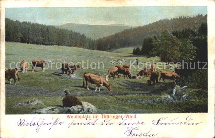 Kuehe Weide Thueringer Wald