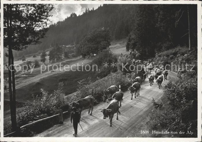 Kuehe Heimkehr von der Alp