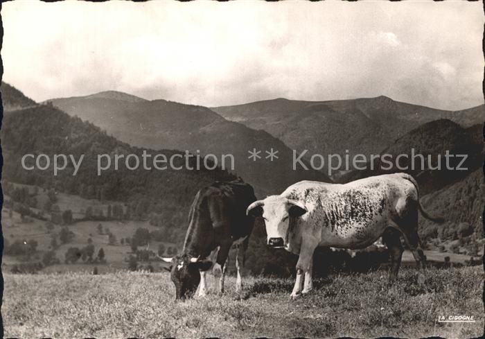 Kuehe Paturages Vosges