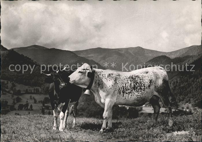 Kuehe Tendresses Vosges