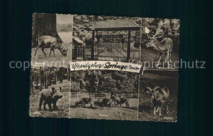 Hirsch Wisentgehege Springe Deister Rehbock Keiler Mufflon Damschaufler
