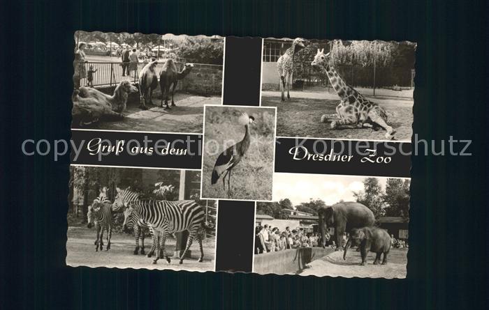 Giraffe Zebra Elefant Dromedar Zoo Dresden