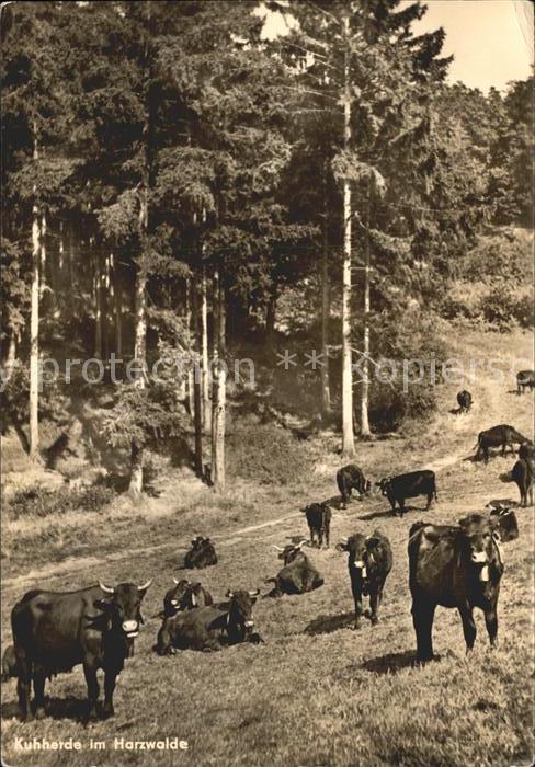 Kuehe Kuhherde Harzwald
