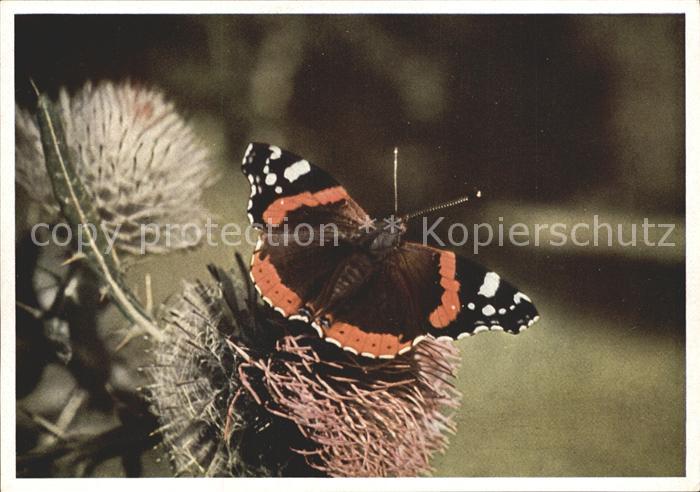 Schmetterlinge Admiral