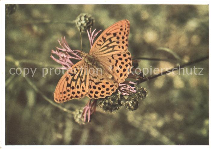 Schmetterlinge Kaisermantel Argynnis paphia