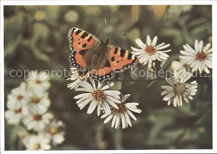 Schmetterlinge Kleiner Fuchs Vanessa urticae