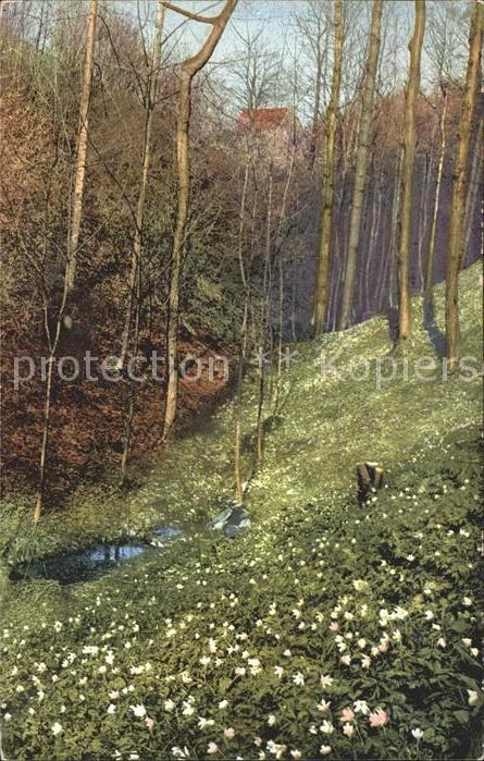 Verlag Photochromie Nr. 2736 Serie 146 Baeume Wald