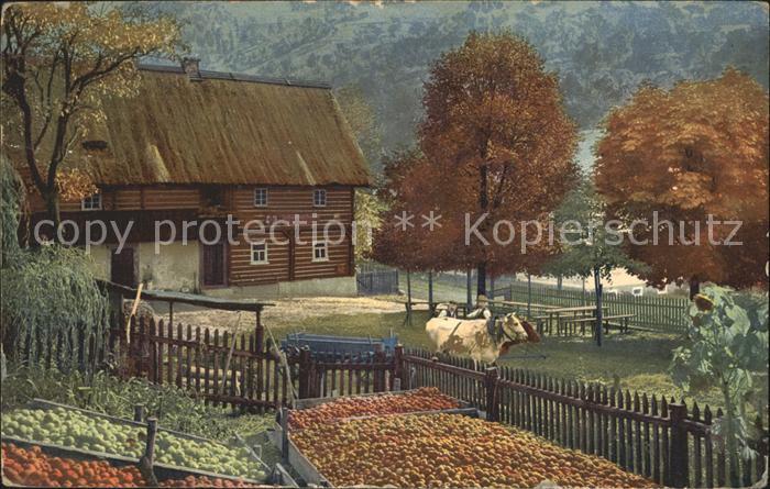 Kuehe Boehmen Babutin Landwirtschaft