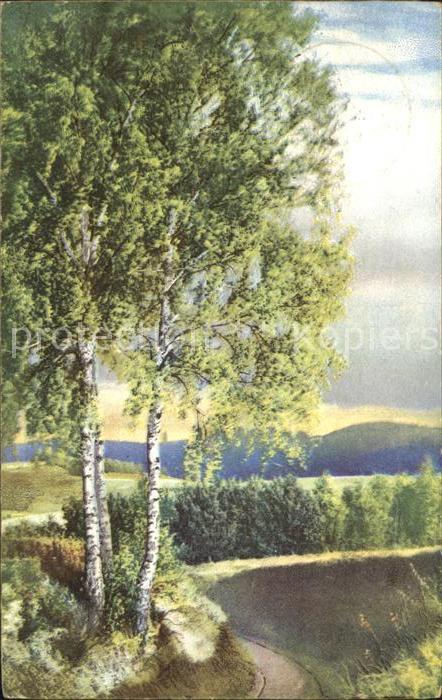 Verlag Photochromie Nr. 584 Baeume Waldweg