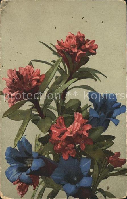 Verlag Photochromie Nr. 485 Enzian Alpenrosen