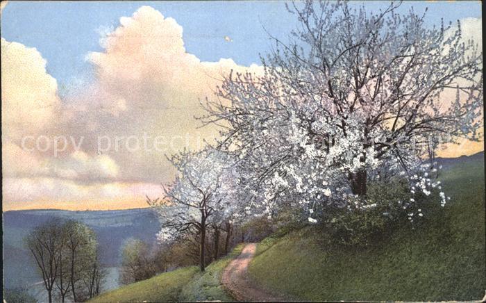 Verlag Photochromie Nr. 4896 Serie 327 Baeume Blueten Natur