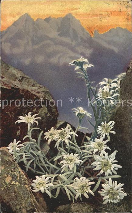 Verlag Photochromie Nr. 758 Serie 506 Edelweiss
