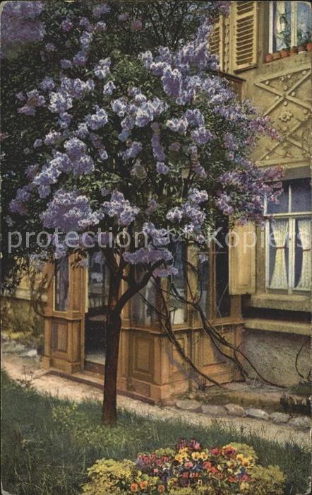 Verlag Photochromie Nr. 3749 Serie 231 Baum Blueten Blumen