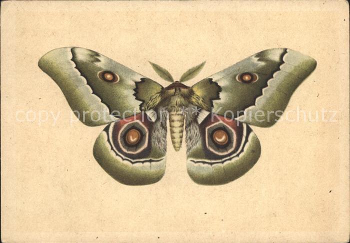 Schmetterlinge Zambesi-Augenspinner