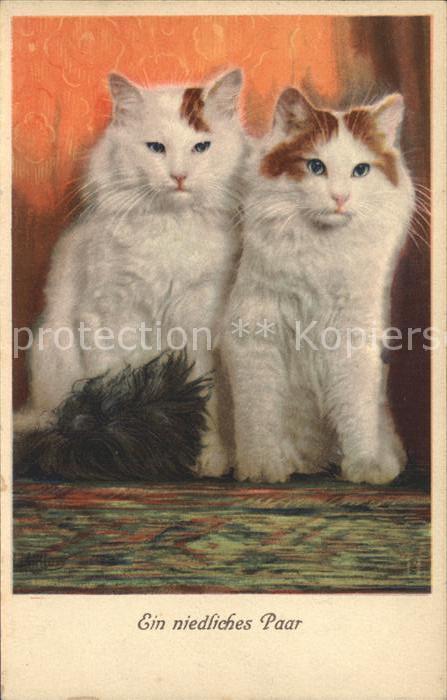 Katzen Paar