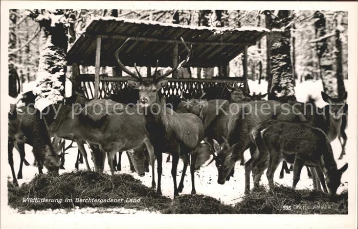 Hirsch Wildfuetterung Berchtesgaden