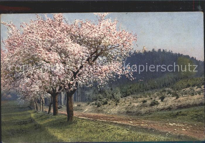 Verlag Photochromie Nr. 3728 Serie 229 Fruehling Boehmen Kostenblatt