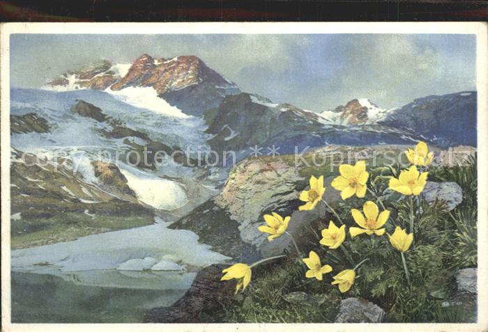 Verlag Photochromie Nr. 1499 Serie 582 Gelbe Alpen-Anemone