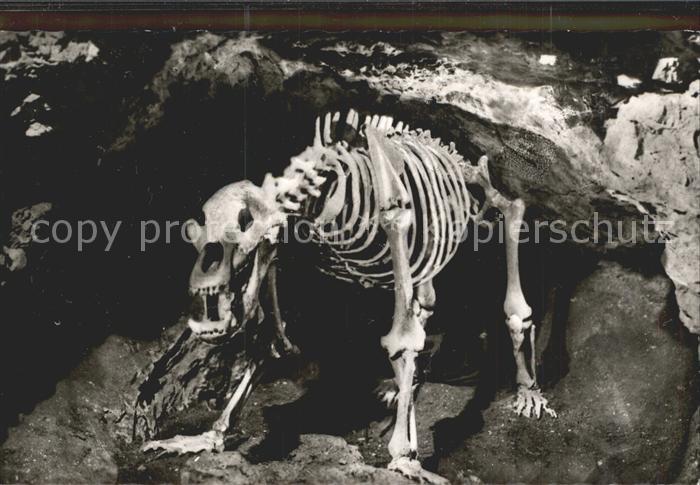 Hoehlen Caves Grottes Teufelshöhle Höhlenbär Skelett